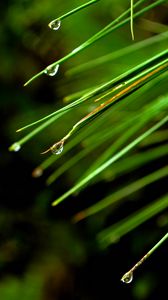 Preview wallpaper needles, drops, macro, spruce