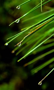 Preview wallpaper needles, drops, macro, spruce