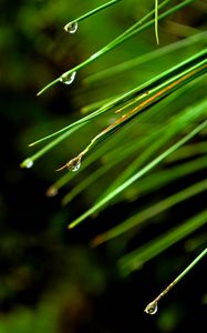 Preview wallpaper needles, drops, macro, spruce