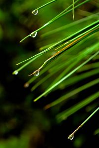 Preview wallpaper needles, drops, macro, spruce