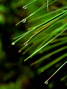 Preview wallpaper needles, drops, macro, spruce