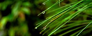 Preview wallpaper needles, drops, macro, spruce