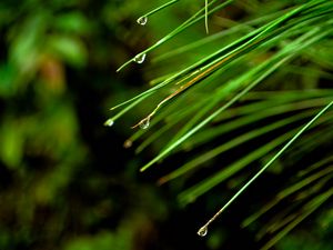 Preview wallpaper needles, drops, macro, spruce