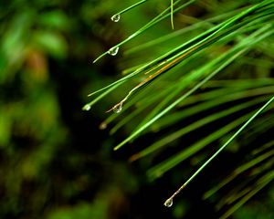 Preview wallpaper needles, drops, macro, spruce