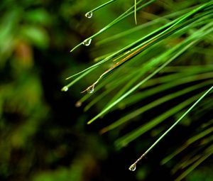 Preview wallpaper needles, drops, macro, spruce