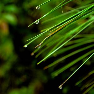 Preview wallpaper needles, drops, macro, spruce