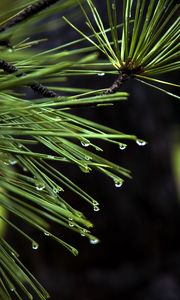 Preview wallpaper needles, drops, plant, macro