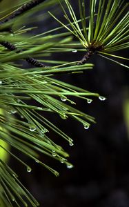 Preview wallpaper needles, drops, plant, macro