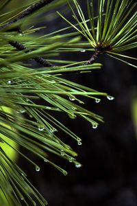 Preview wallpaper needles, drops, plant, macro