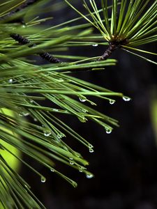 Preview wallpaper needles, drops, plant, macro