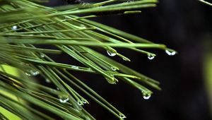 Preview wallpaper needles, drops, plant, macro