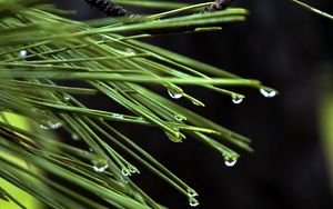 Preview wallpaper needles, drops, plant, macro