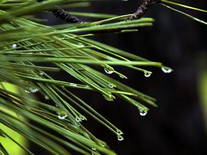 Preview wallpaper needles, drops, plant, macro