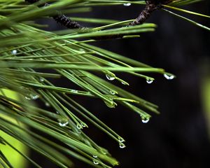 Preview wallpaper needles, drops, plant, macro