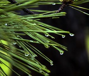 Preview wallpaper needles, drops, plant, macro