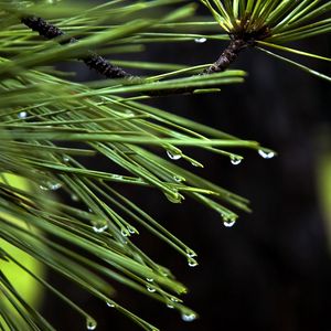 Preview wallpaper needles, drops, plant, macro