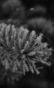 Preview wallpaper needles, frost, macro, black and white