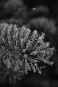 Preview wallpaper needles, frost, macro, black and white