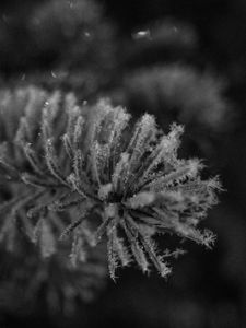 Preview wallpaper needles, frost, macro, black and white