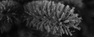 Preview wallpaper needles, frost, macro, black and white