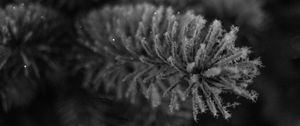 Preview wallpaper needles, frost, macro, black and white