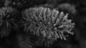 Preview wallpaper needles, frost, macro, black and white