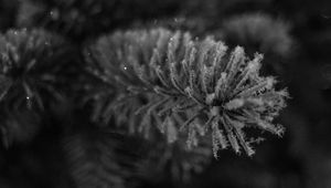 Preview wallpaper needles, frost, macro, black and white