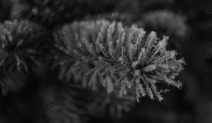 Preview wallpaper needles, frost, macro, black and white