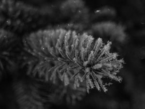 Preview wallpaper needles, frost, macro, black and white