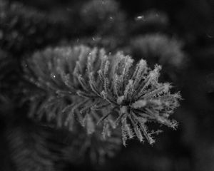 Preview wallpaper needles, frost, macro, black and white