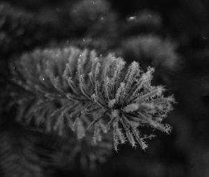 Preview wallpaper needles, frost, macro, black and white