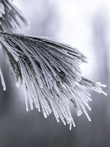 Preview wallpaper needles, frost, snow, macro, winter