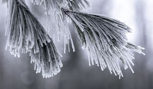 Preview wallpaper needles, frost, snow, macro, winter