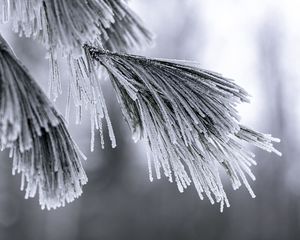 Preview wallpaper needles, frost, snow, macro, winter