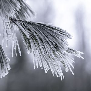 Preview wallpaper needles, frost, snow, macro, winter
