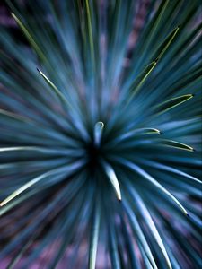 Preview wallpaper needles, macro, branch