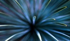 Preview wallpaper needles, macro, branch