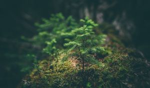 Preview wallpaper needles, sapling, grass, macro