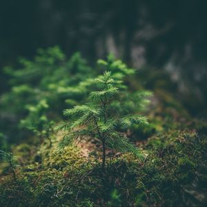 Preview wallpaper needles, sapling, grass, macro