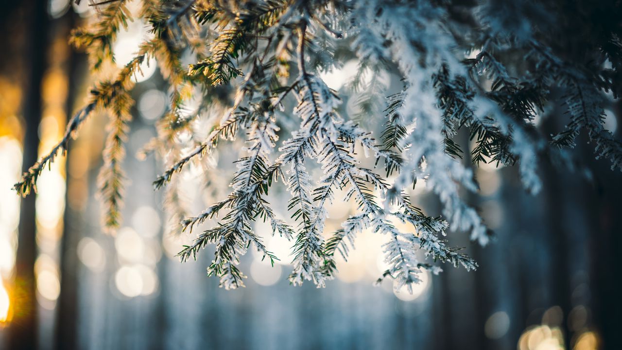 Wallpaper needles, snow, forest, winter, nature