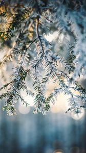 Preview wallpaper needles, snow, forest, winter, nature