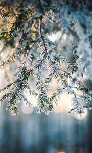 Preview wallpaper needles, snow, forest, winter, nature