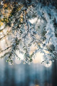 Preview wallpaper needles, snow, forest, winter, nature