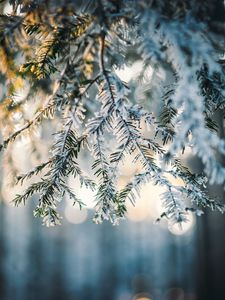 Preview wallpaper needles, snow, forest, winter, nature
