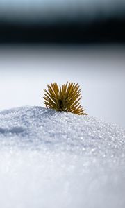 Preview wallpaper needles, snow, hill, macro, winter, minimalism, white