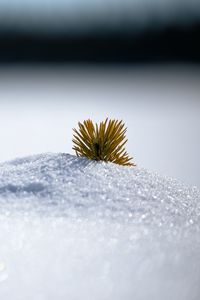 Preview wallpaper needles, snow, hill, macro, winter, minimalism, white