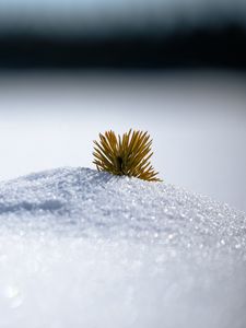 Preview wallpaper needles, snow, hill, macro, winter, minimalism, white