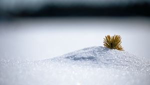 Preview wallpaper needles, snow, hill, macro, winter, minimalism, white