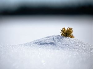 Preview wallpaper needles, snow, hill, macro, winter, minimalism, white