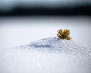 Preview wallpaper needles, snow, hill, macro, winter, minimalism, white